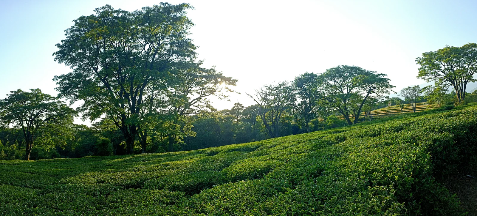 Bir Billing – Barot Valley – Palampur Nature Tour